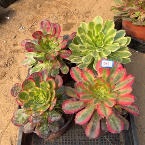 397多肉植物组合