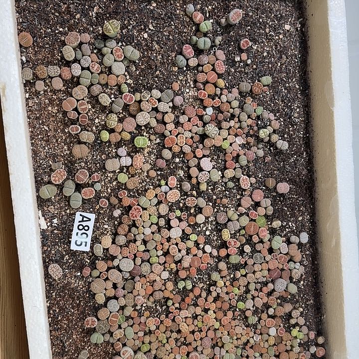895生石花整筐脱土发货