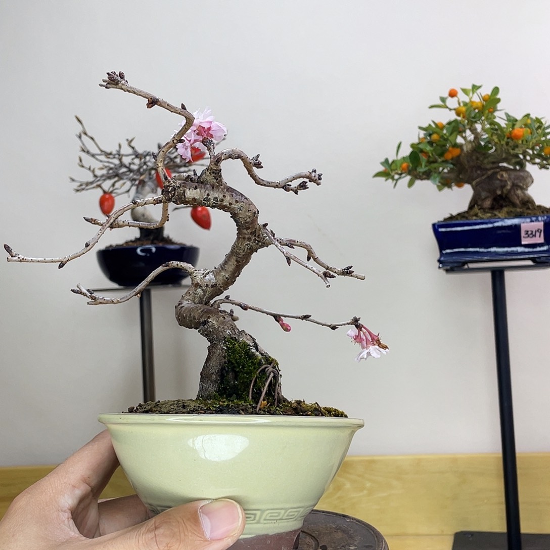 木本十月樱花盆栽