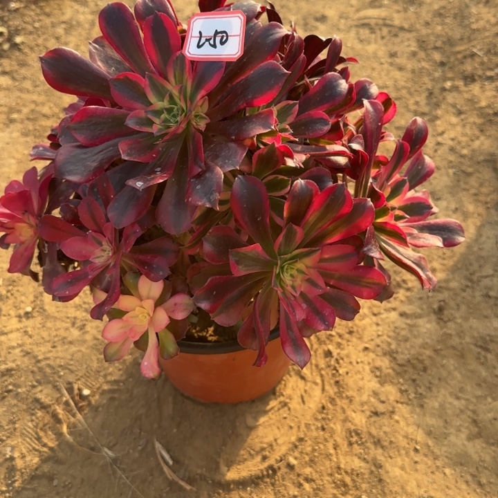 2-50美杜莎处理不包售后