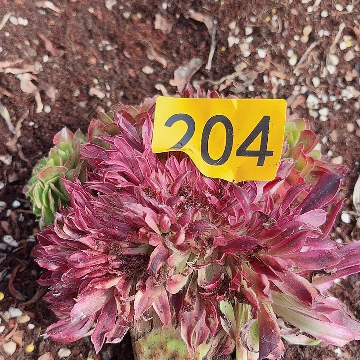 多肉植物福利204