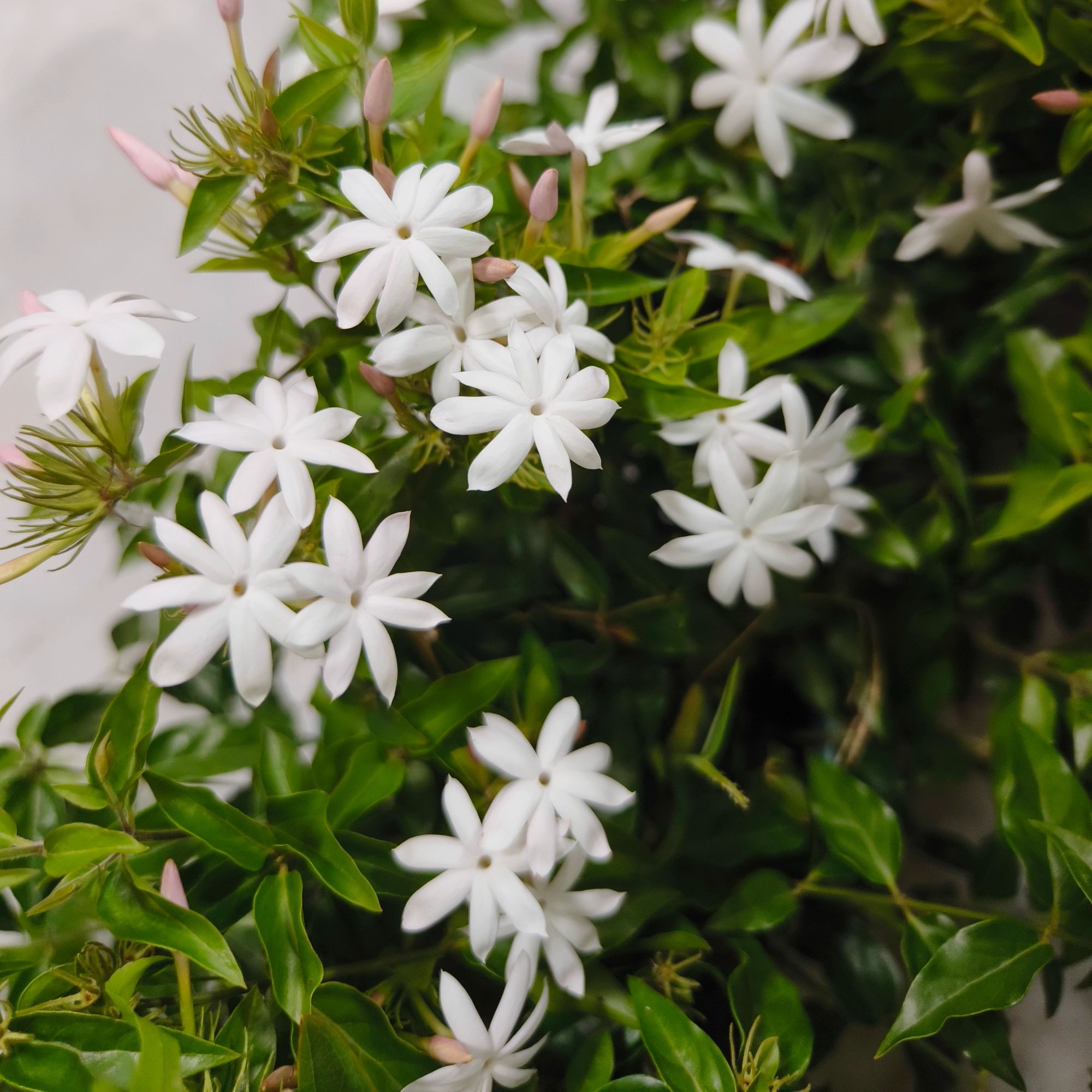塔莎的花园 茉莉花 盆栽多年生喜光花茶小灌木花香