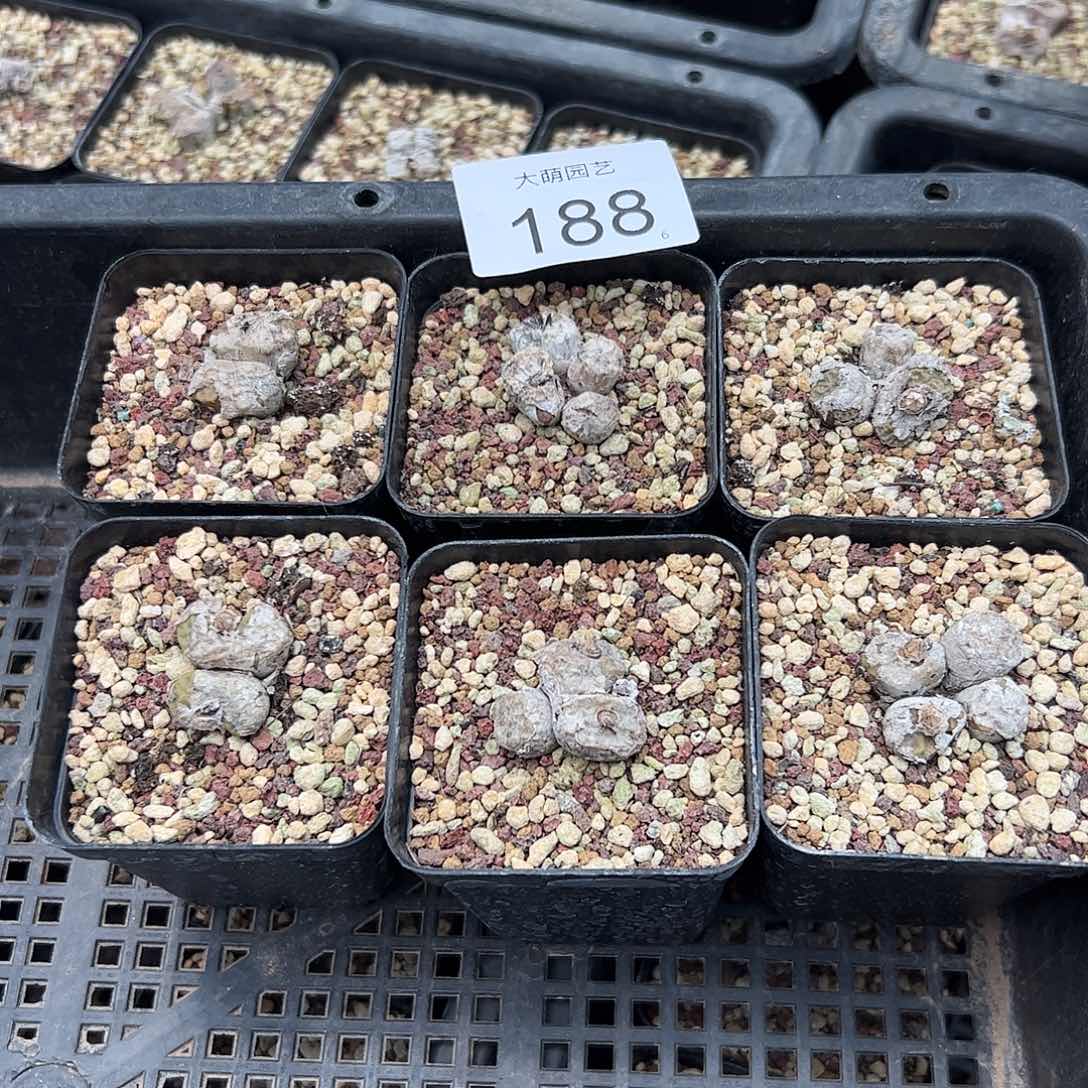 0000188量拍以下1颗母本烧麦脱土发