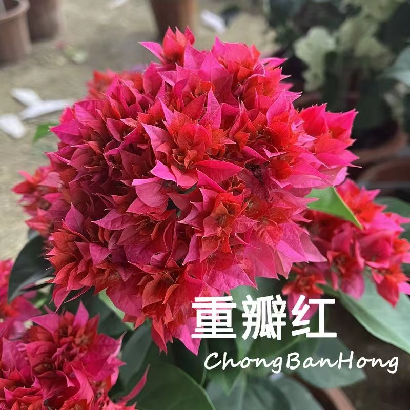 【重瓣红】三角梅w四季阳台可垂丝勤花品种苗