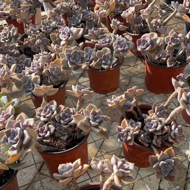 新疆包邮 紫乐群