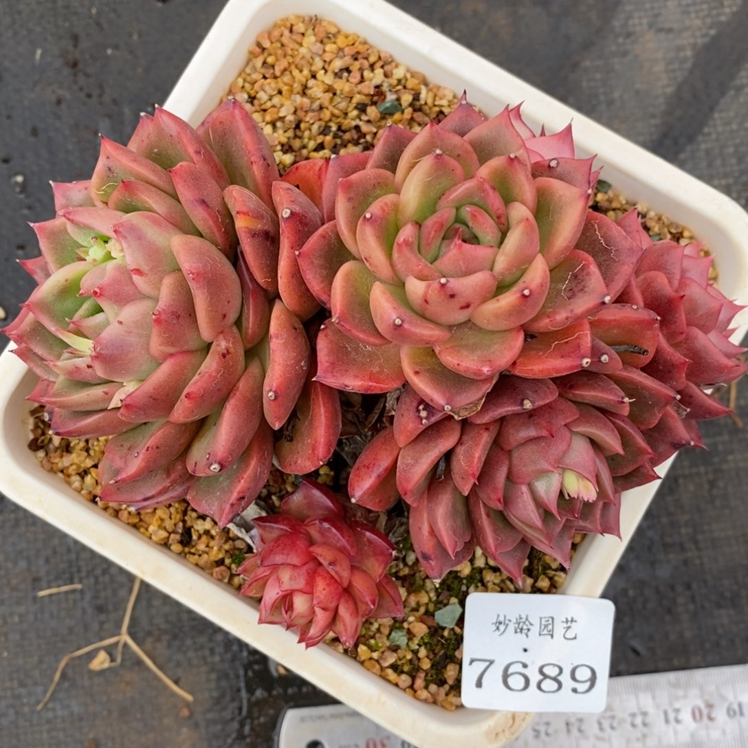 7689杂交多肉老桩