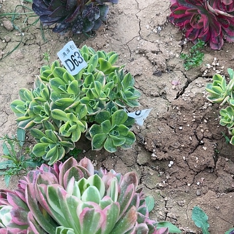 635星爆不包断枝