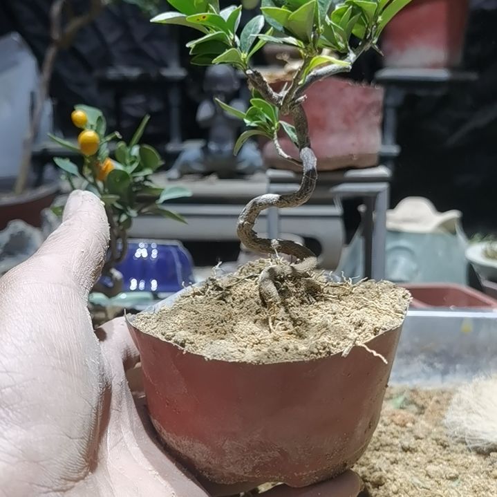 完全开放金豆小橘子绿植