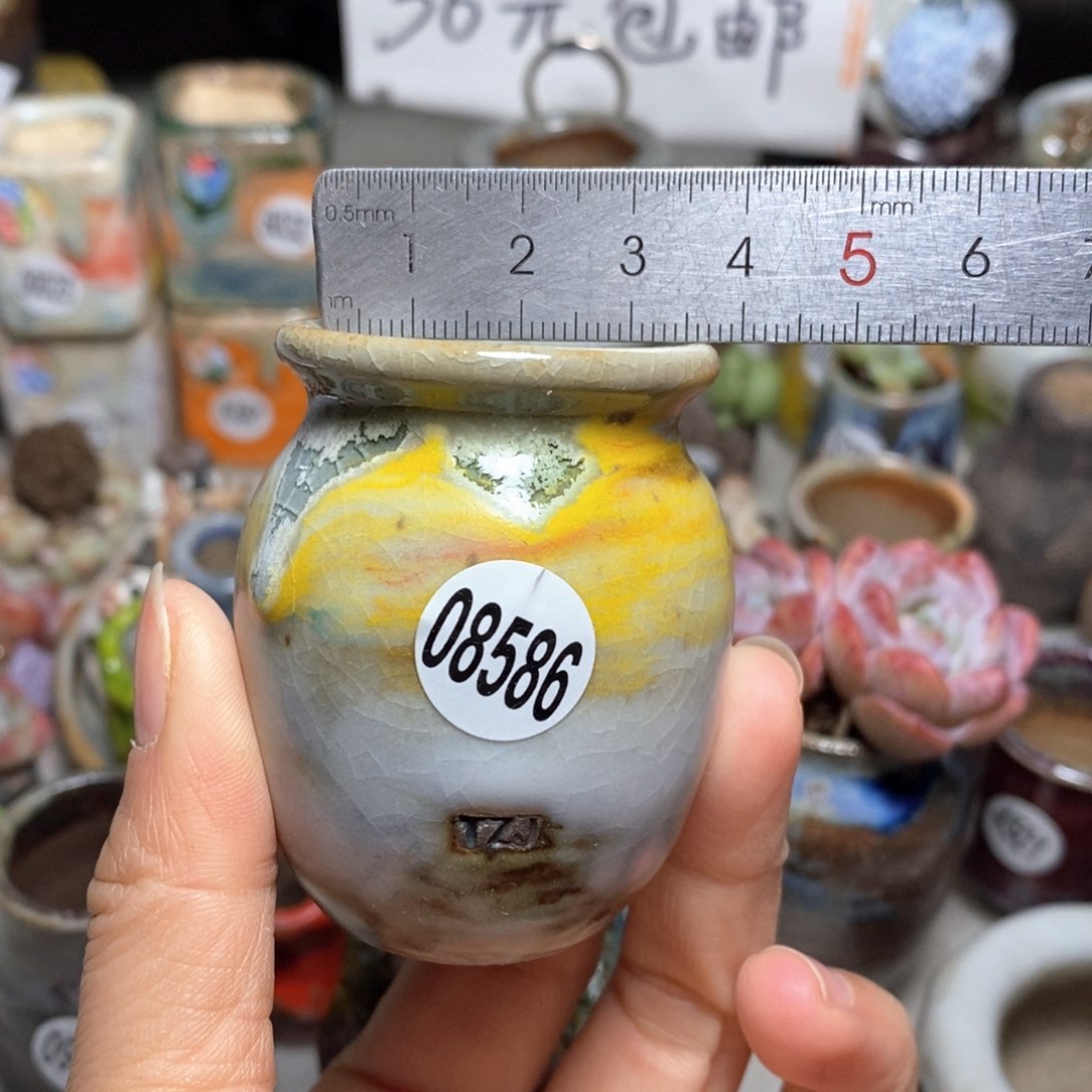 花盆拍5送一个小礼物