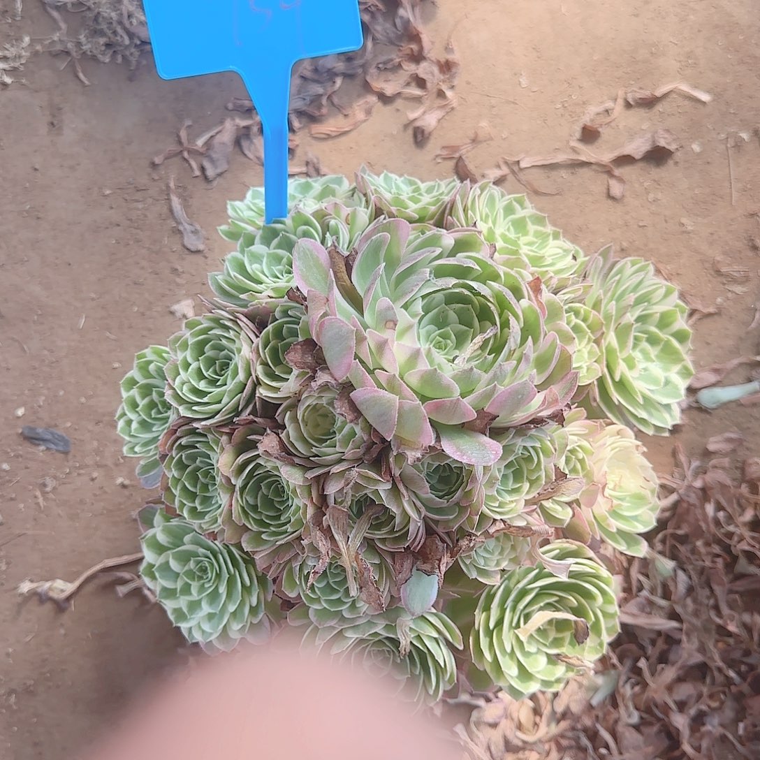 754粉海王多肉哦哦哦哦哦