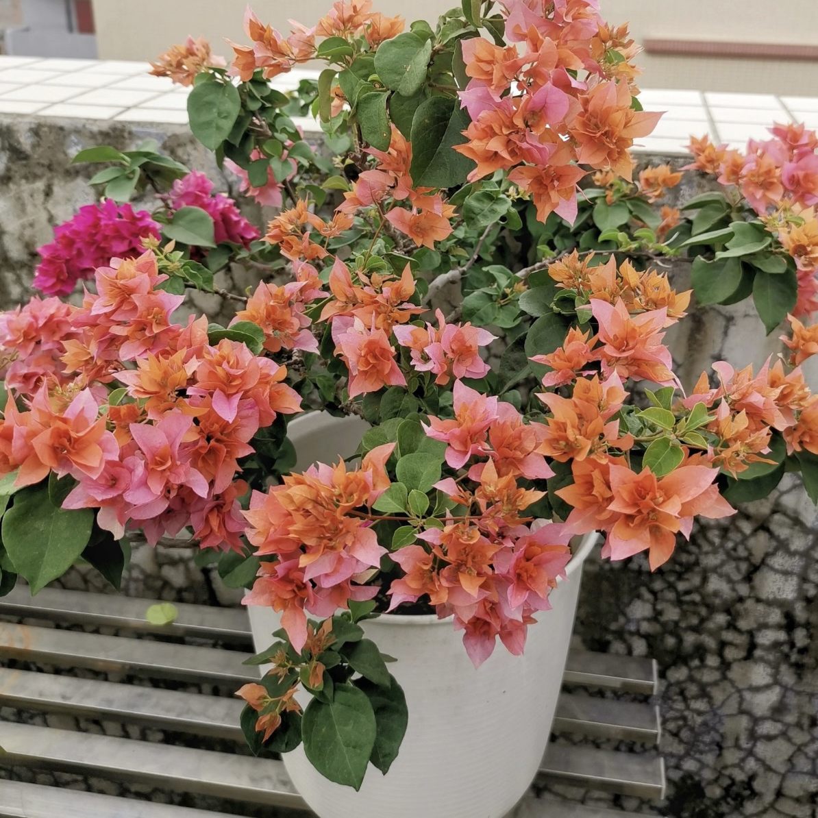 【重瓣橙】三角梅直播间一物一拍四季开花勤花品种