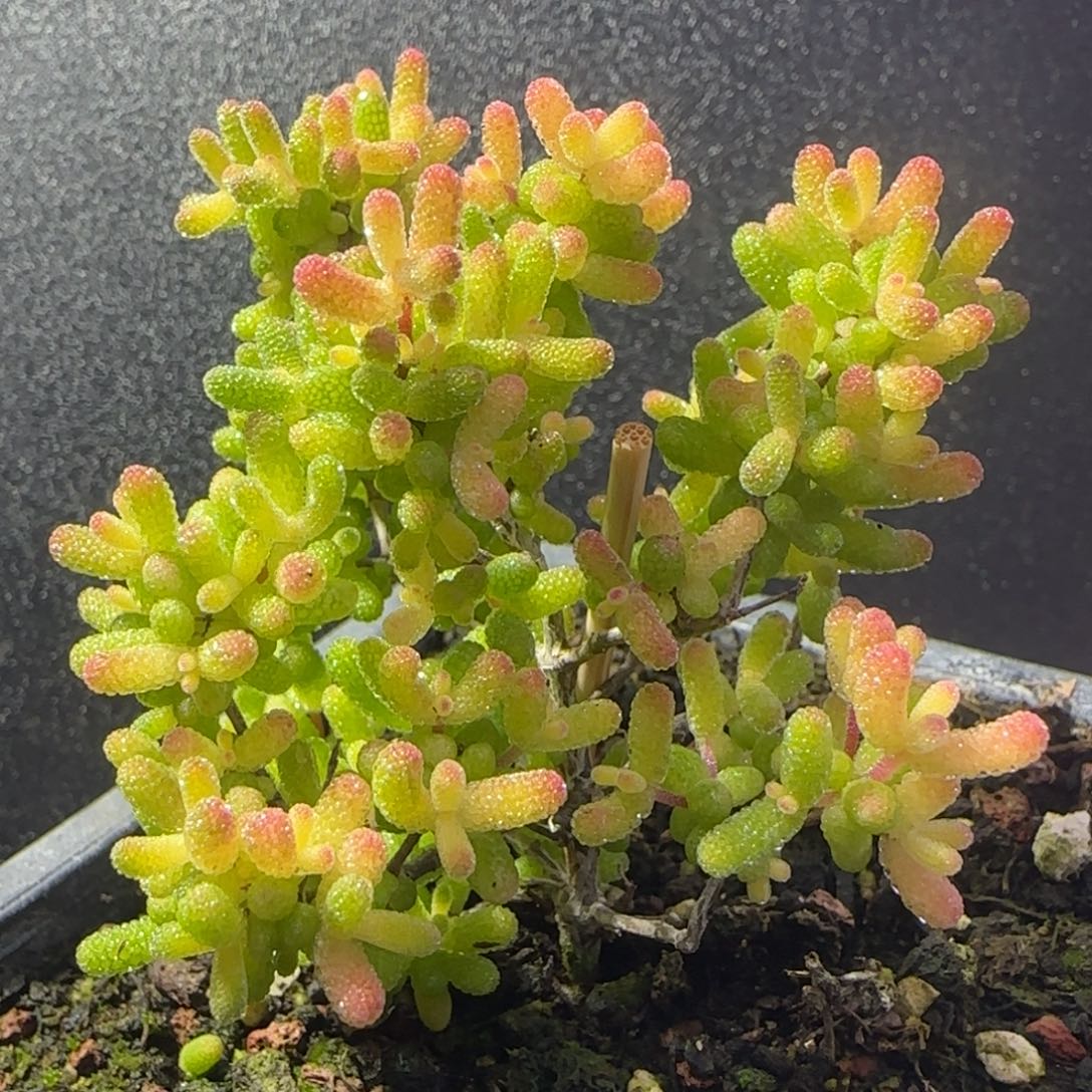 dy1132糖球黄锦飞机猪直杆