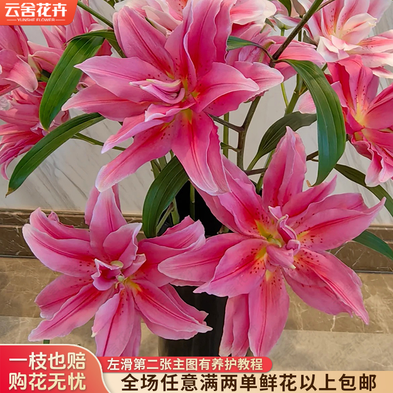【云舍花卉】【艾琳娜】重瓣百合 全场任意满两单及以上鲜花包邮