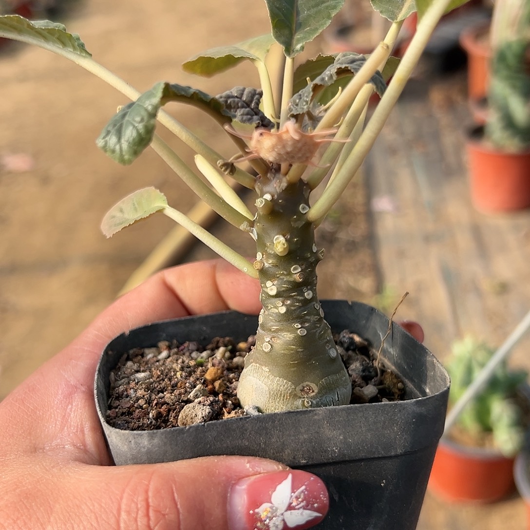 多肉植物多肉植物