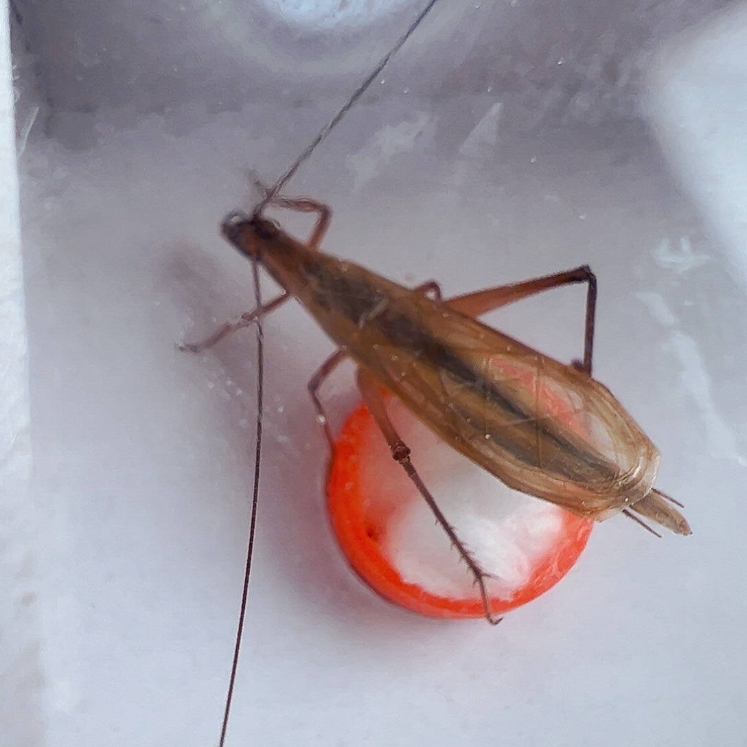 鎏***禹好听的红竹蛉2个哈哈