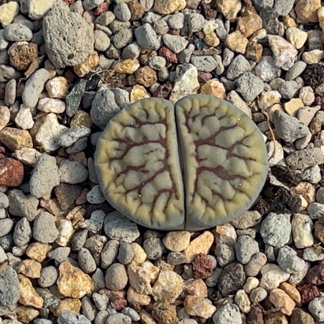 2483红纹线招福一颗