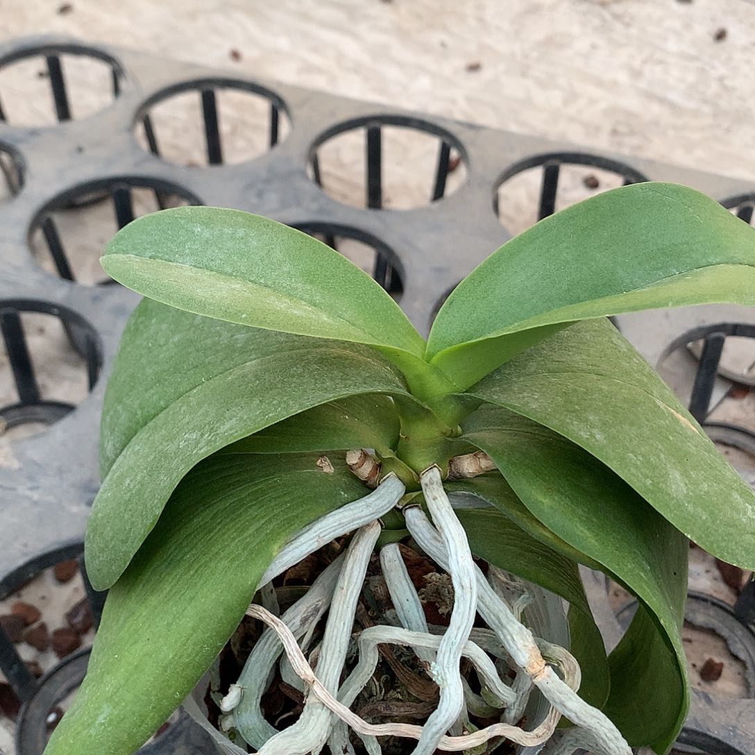 完全开放黄金宝贝随单一颗