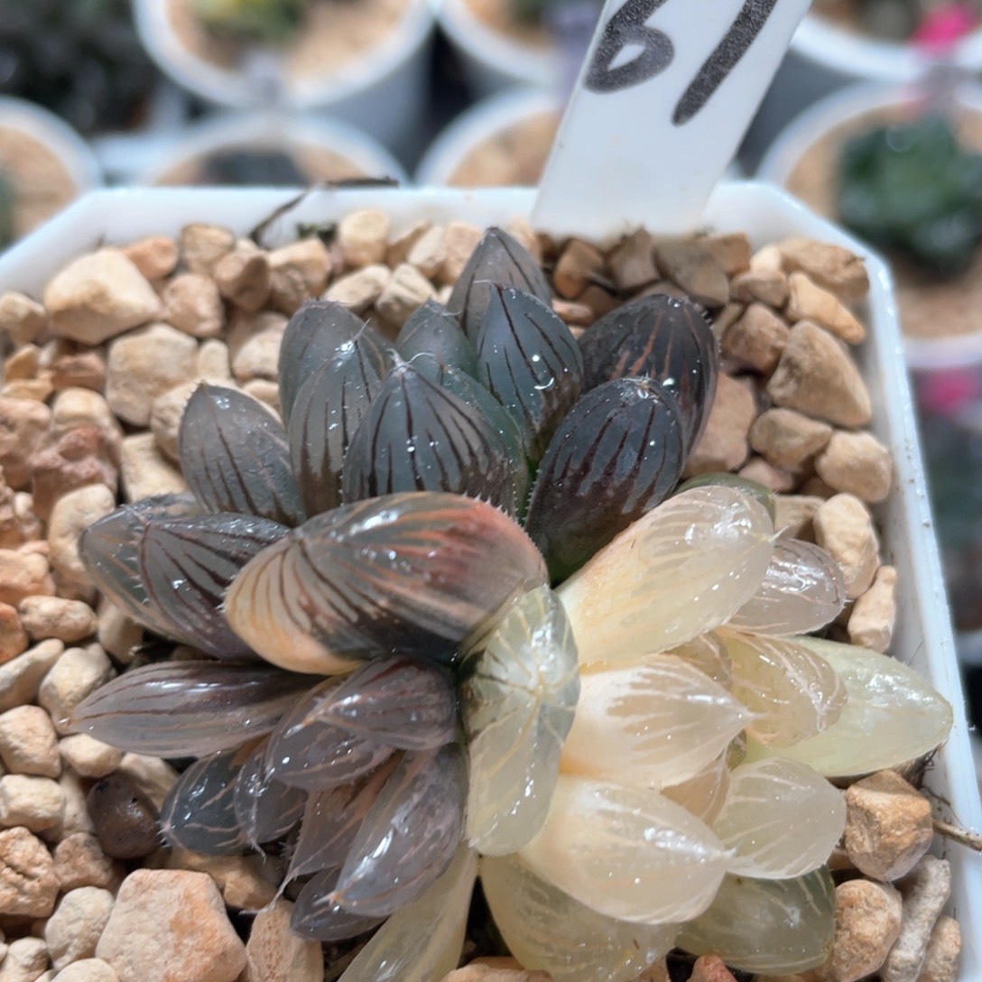 61烈焰之心锦群。    