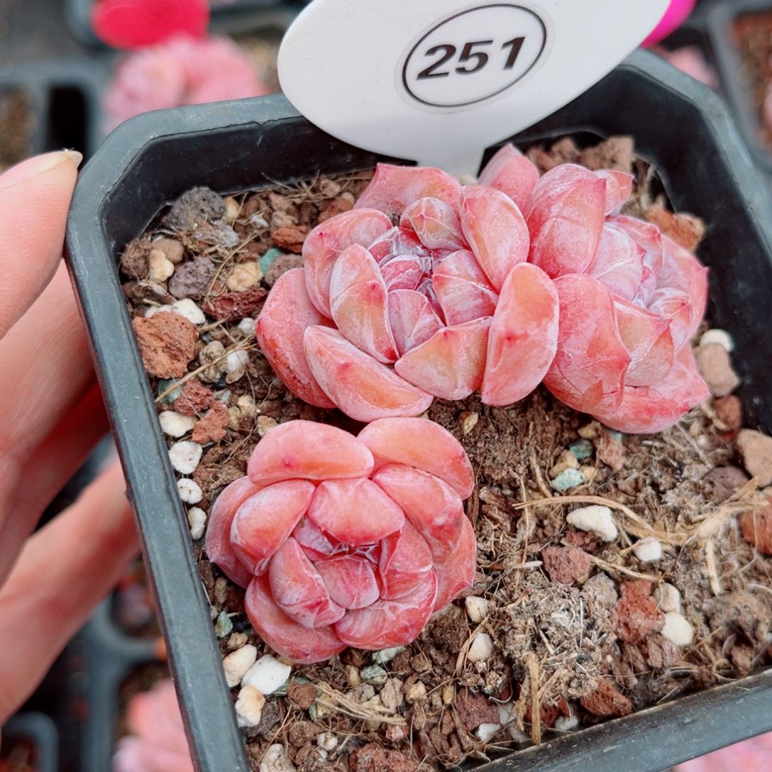 E***n251号小老桩石榴籽星影群