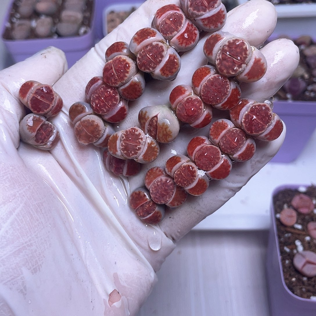 700 红窗……………………