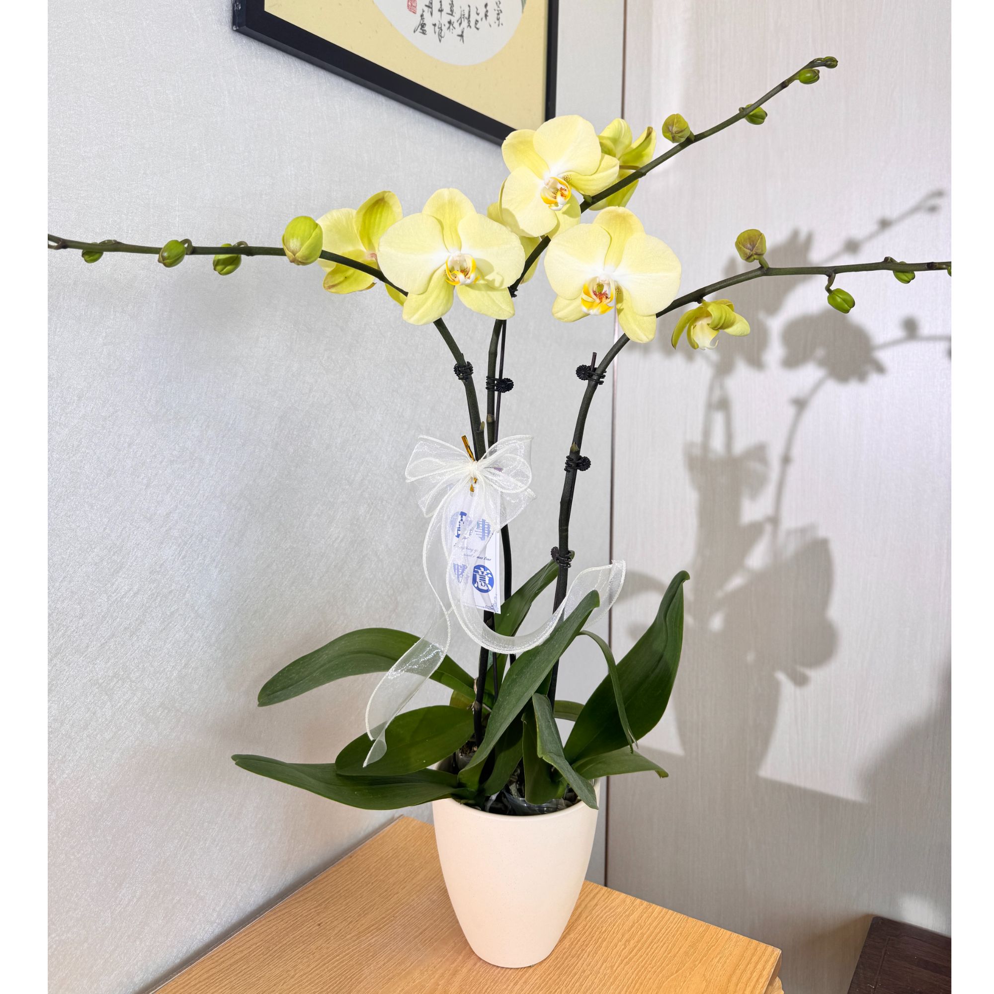 《芳美神话》黄绿色系高端大花蝴蝶兰 室内客厅绿植花卉 源头基地