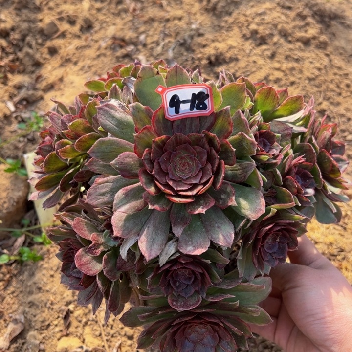 红霞多肉植物9-18