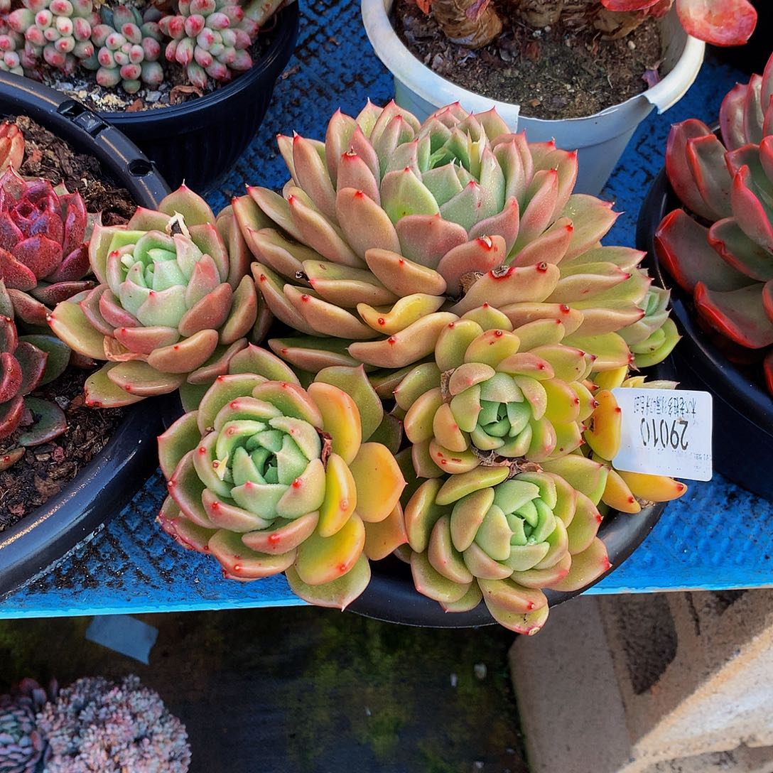 小***白    白玫瑰多肉29010