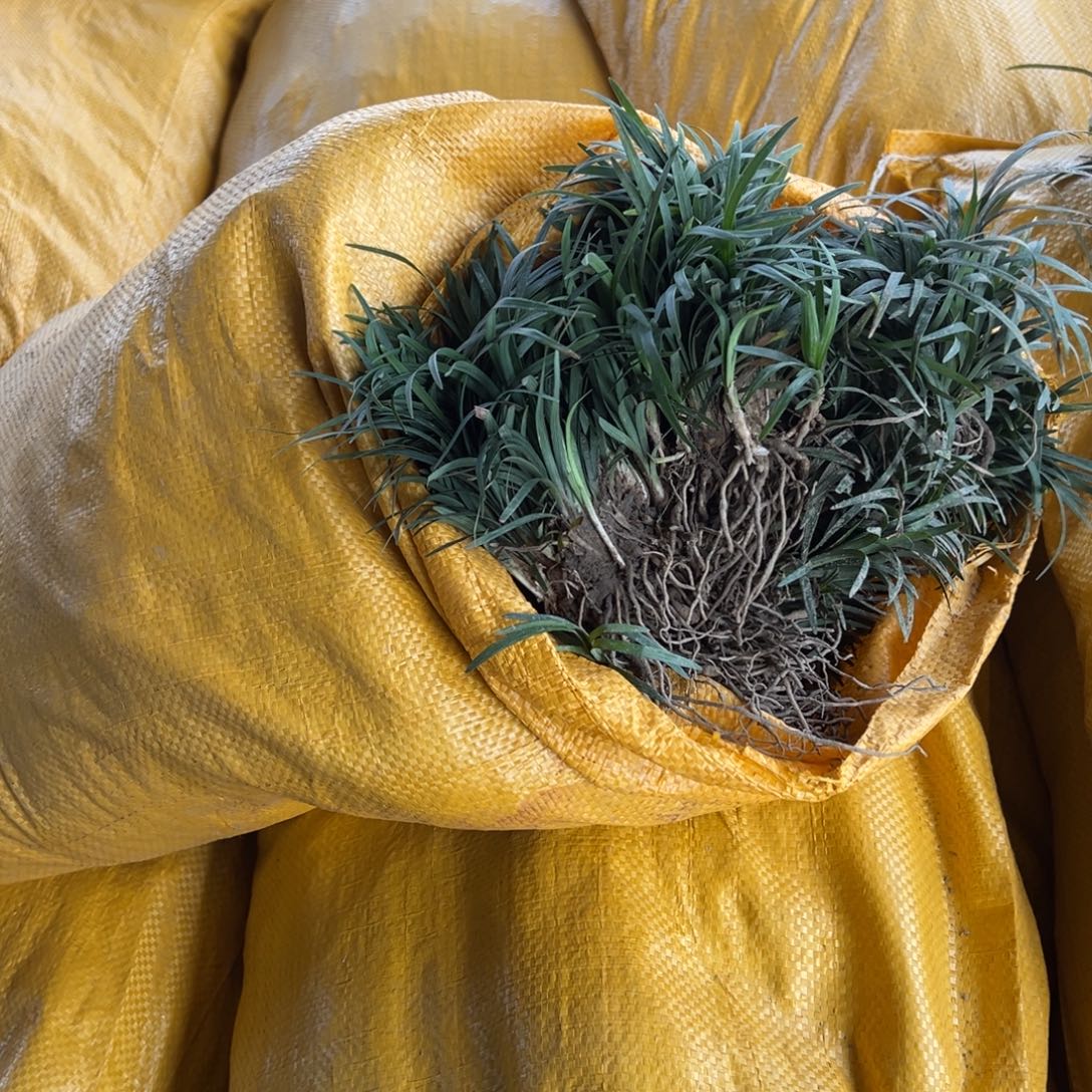 无花朵批发苗木基地批发袋装苗木麦冬