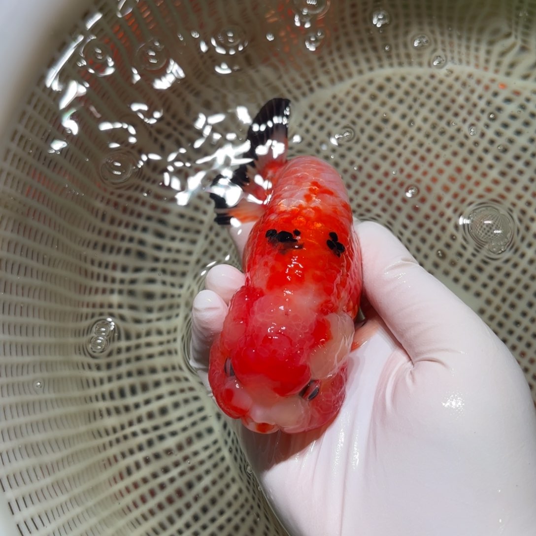 金鱼运费自理不包邮