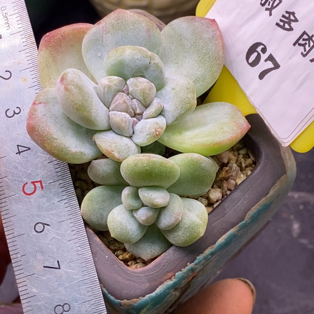 767冰玉石化缀化多肉植物