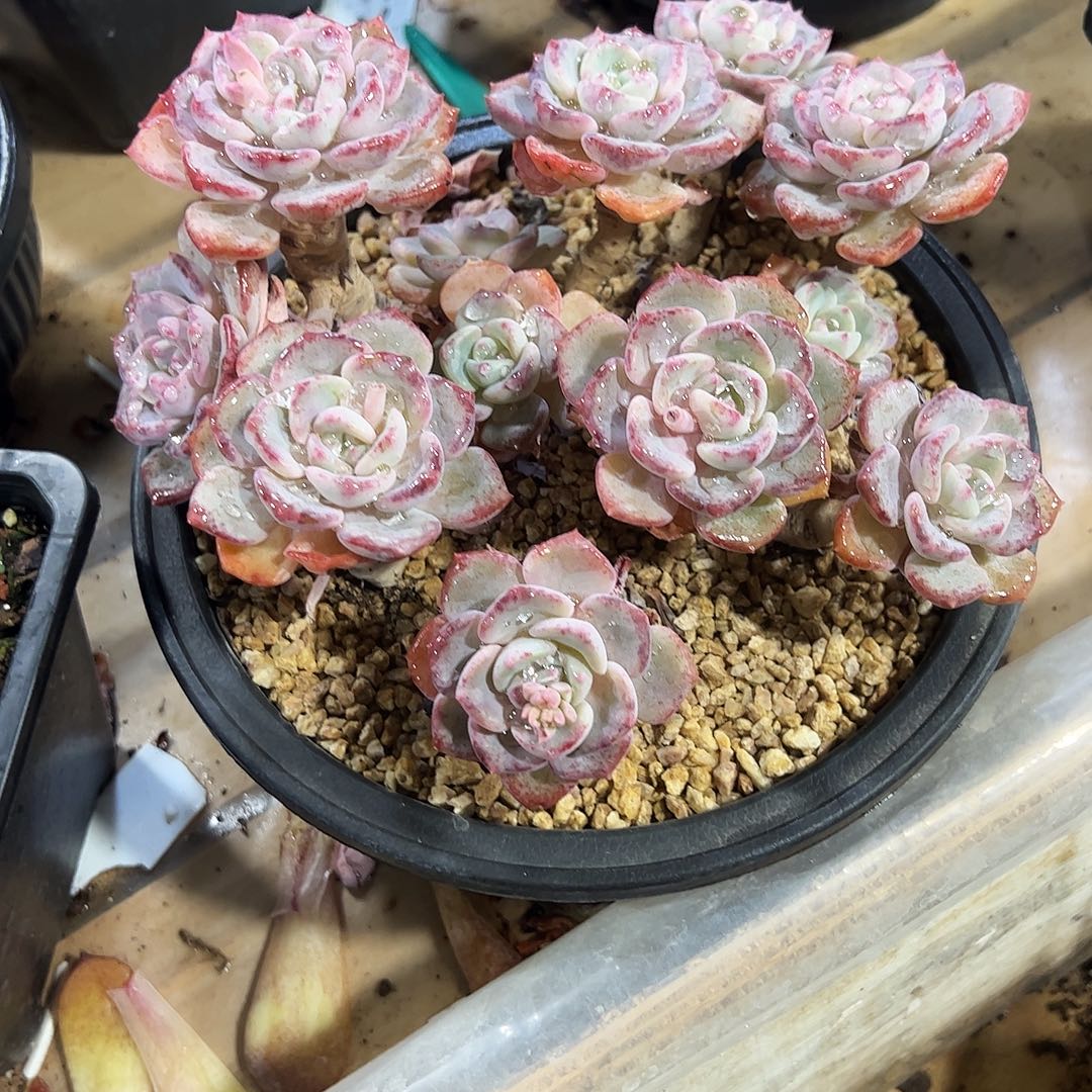 千山雪老桩多肉植物