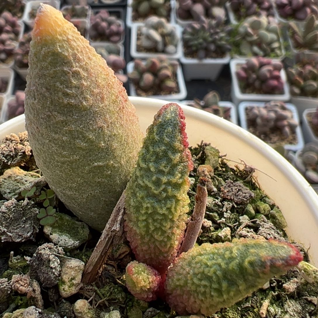 特价实生底叶苗纹路款母叶叶尖有疤