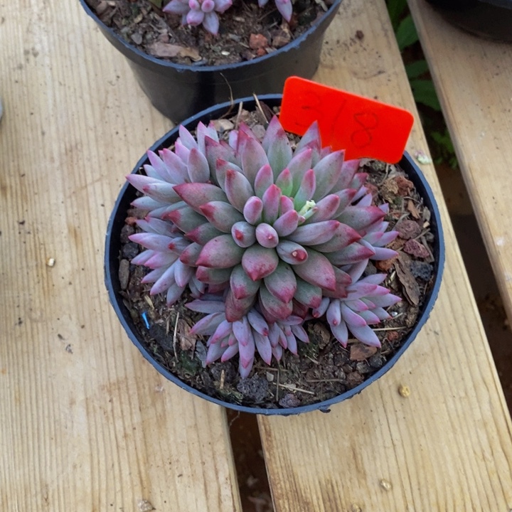 l***G是吗亲爱勒不说话