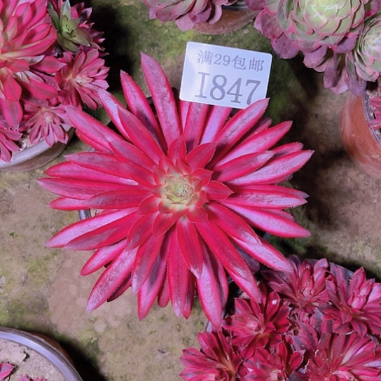 847孔雀锦多肉植物