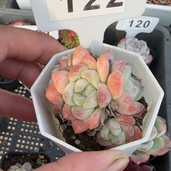 122刚毅一物一拍多肉