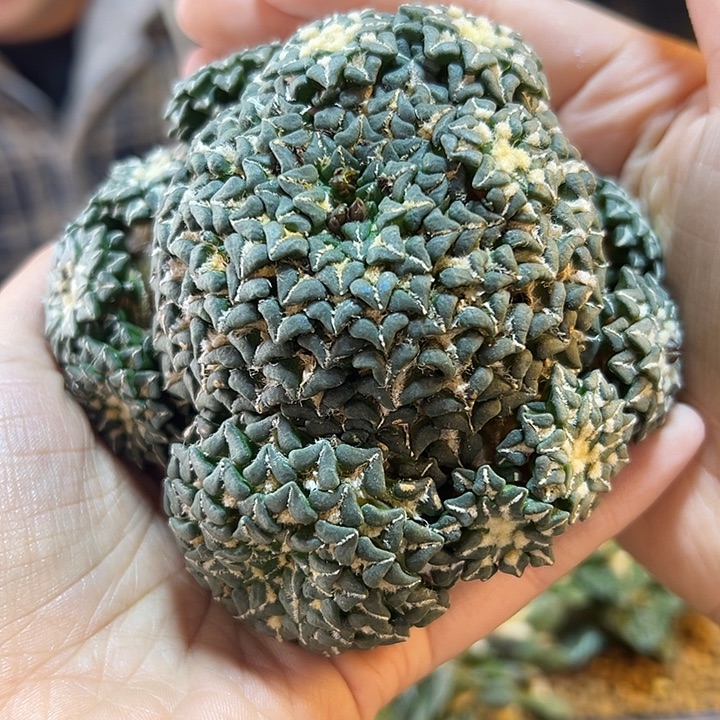 珍***版69号苗接馒头姬10公分无根