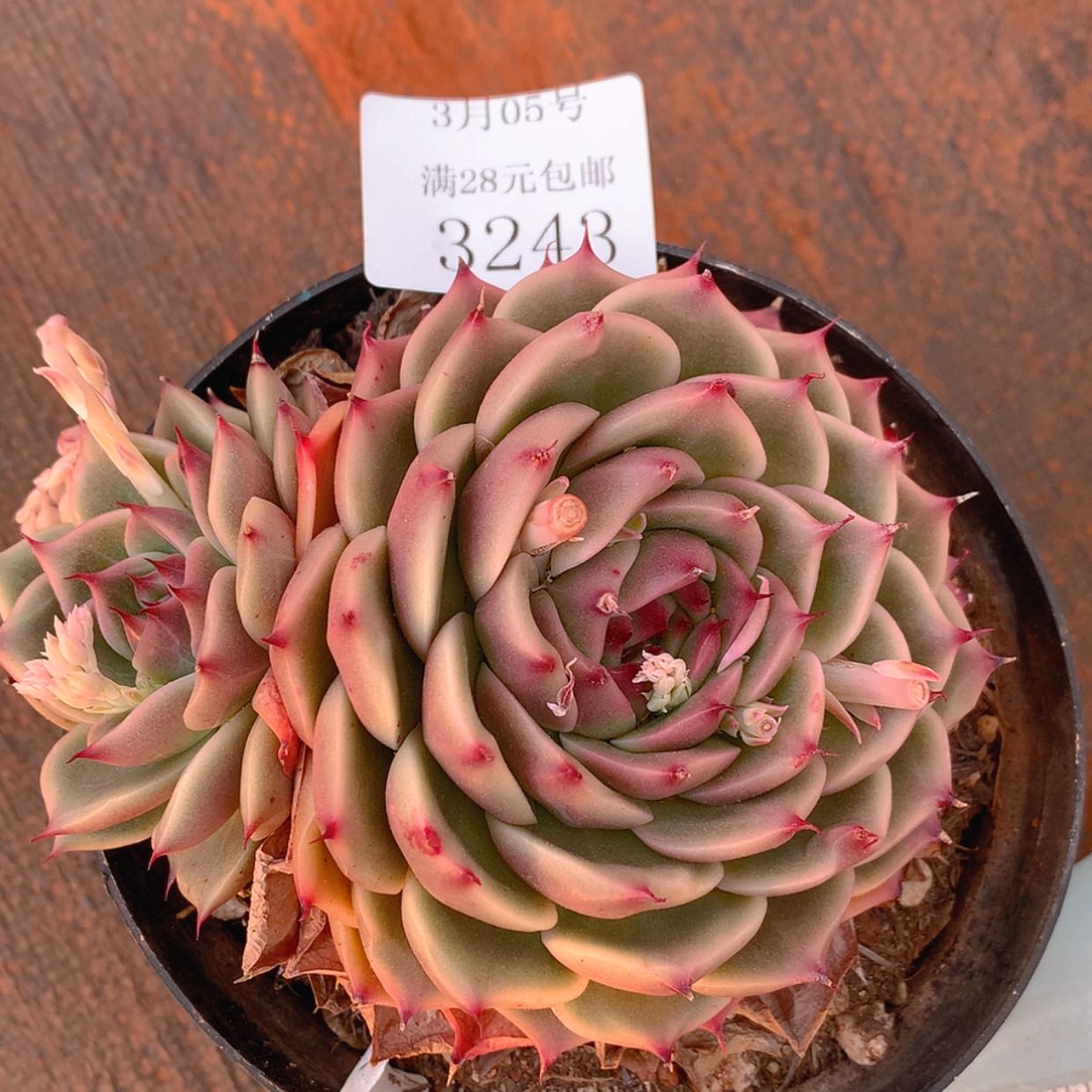 【闪购商品】云3243