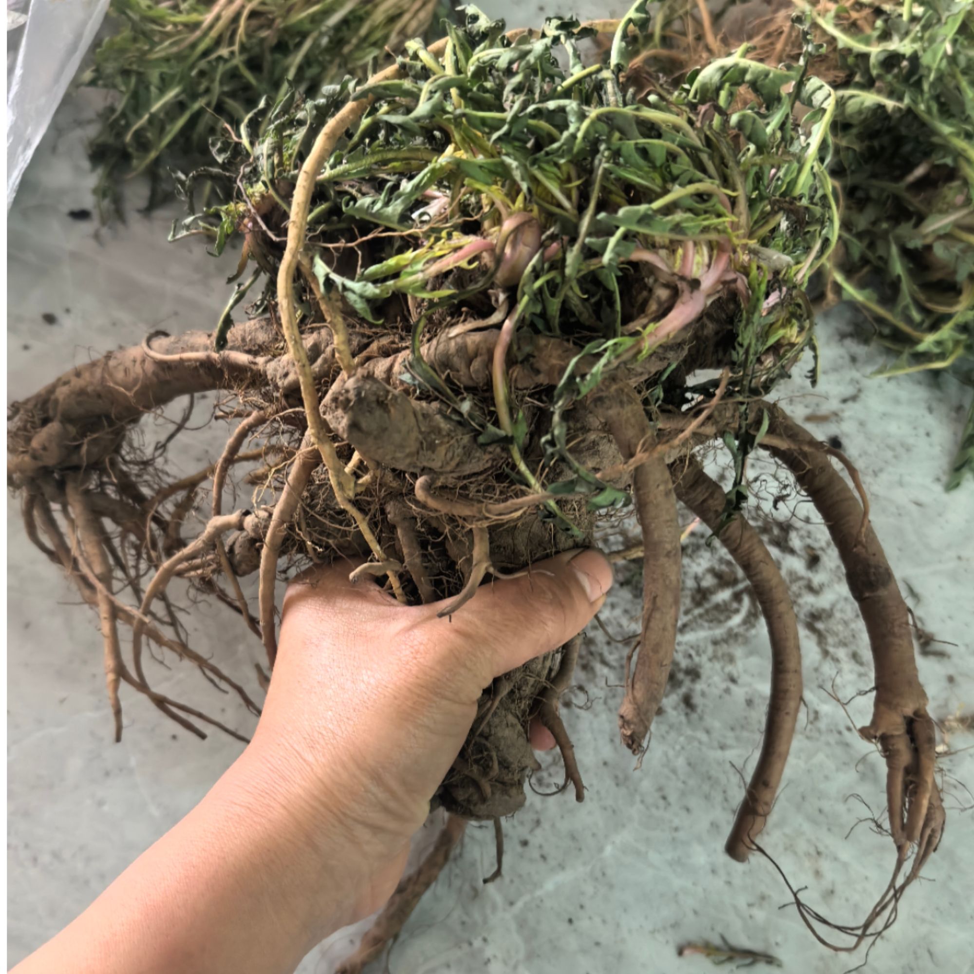 东北野生现挖婆婆丁带大根蒲公英（直播间专属选+称）