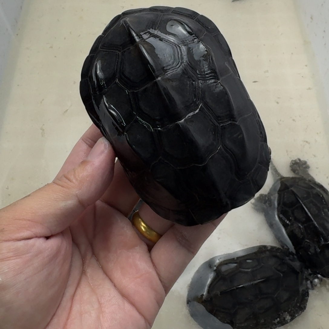 中华草龟公刀刻纹墨龟