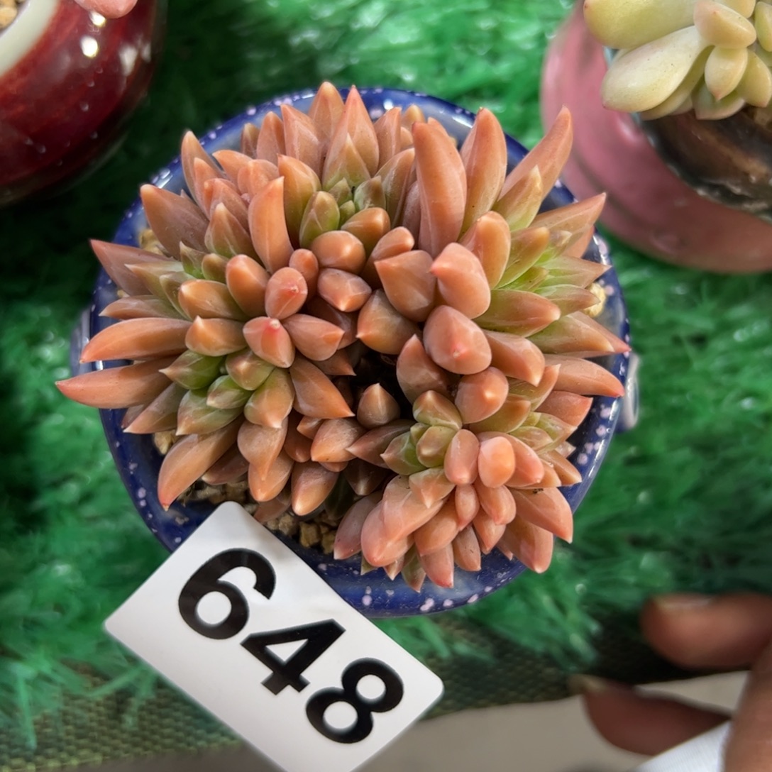 648满38包邮一物一拍
