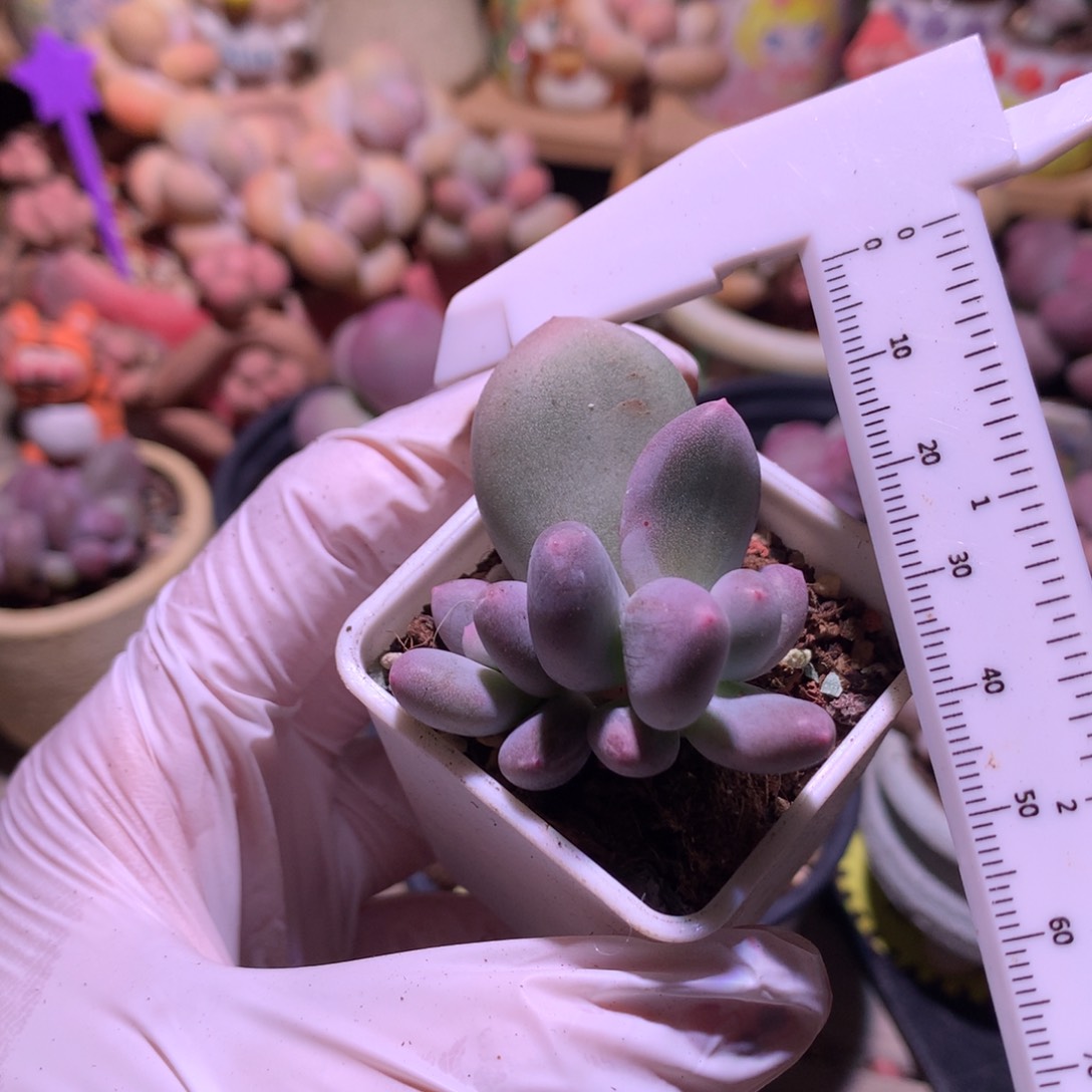 米可奶酪多肉叶插苗。带锦纹