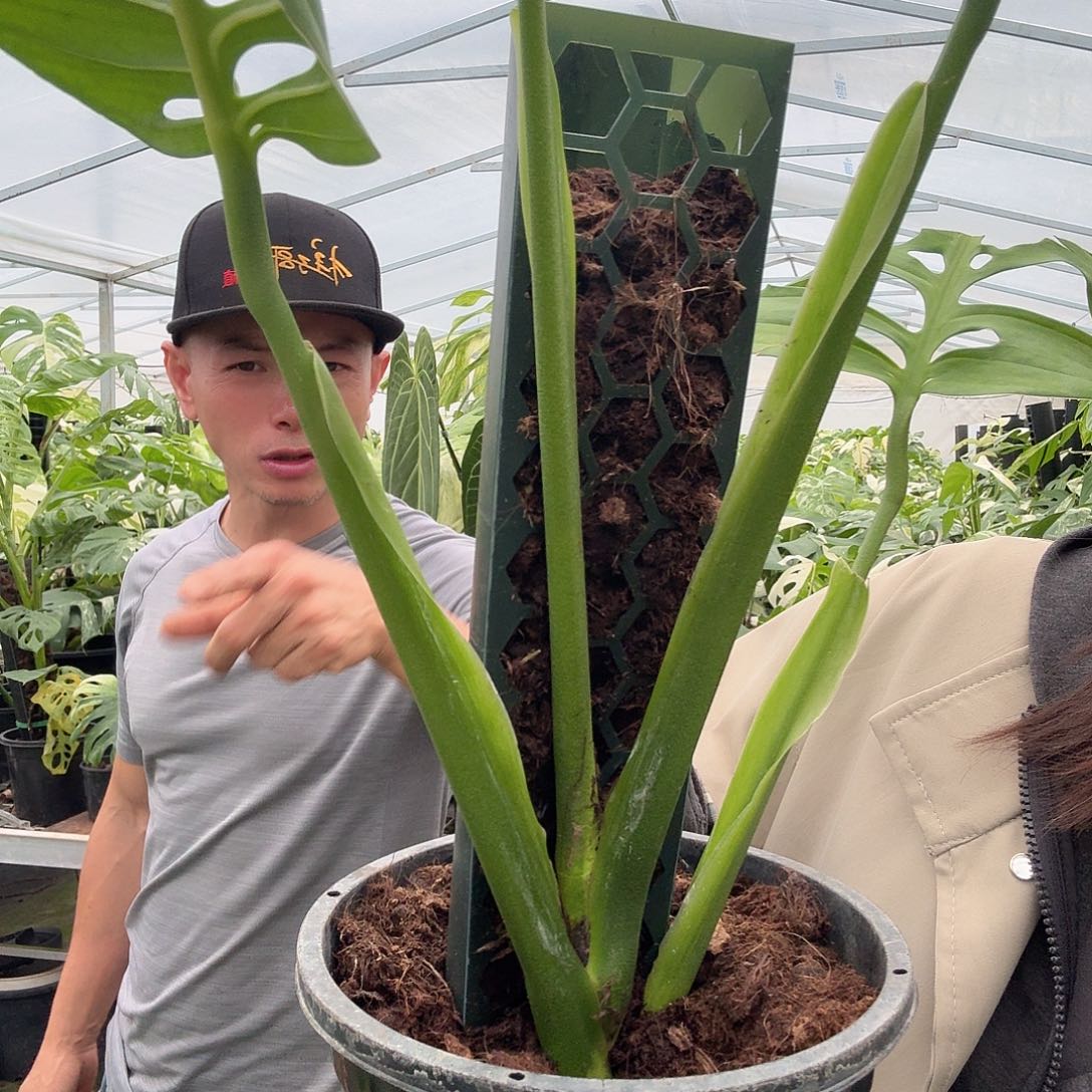 完全开放mE巨洞热带植物