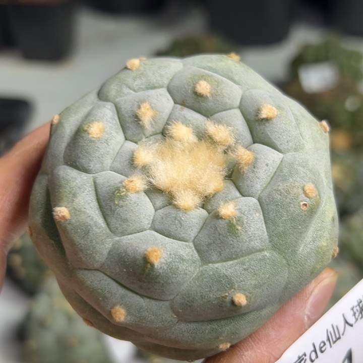 331可发货 可帮发根