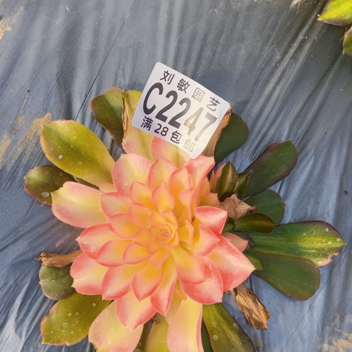 2247多肉植物法师多肉