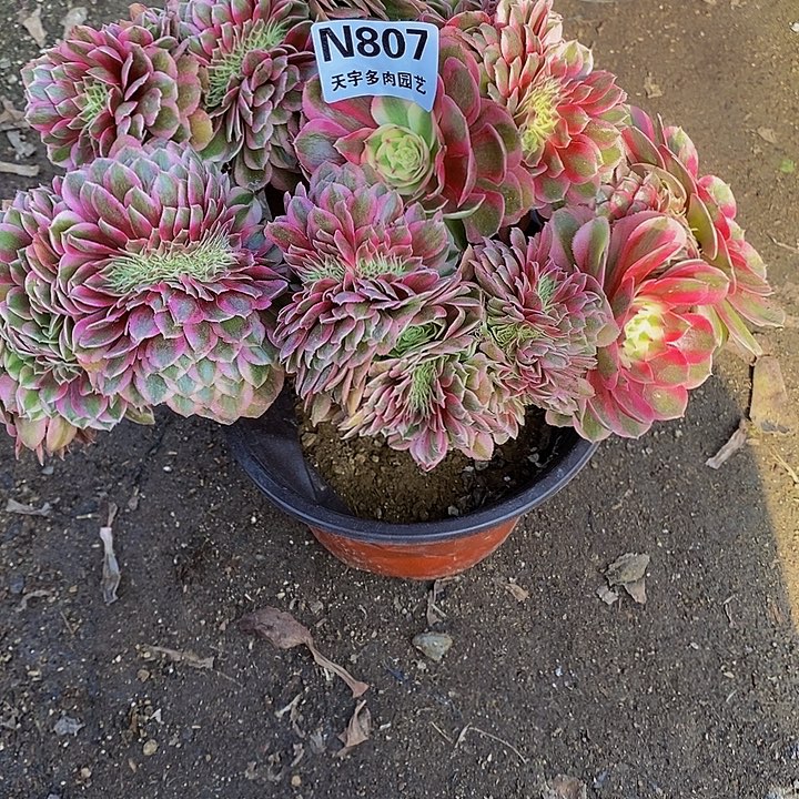 多肉植物倾城缀807多肉