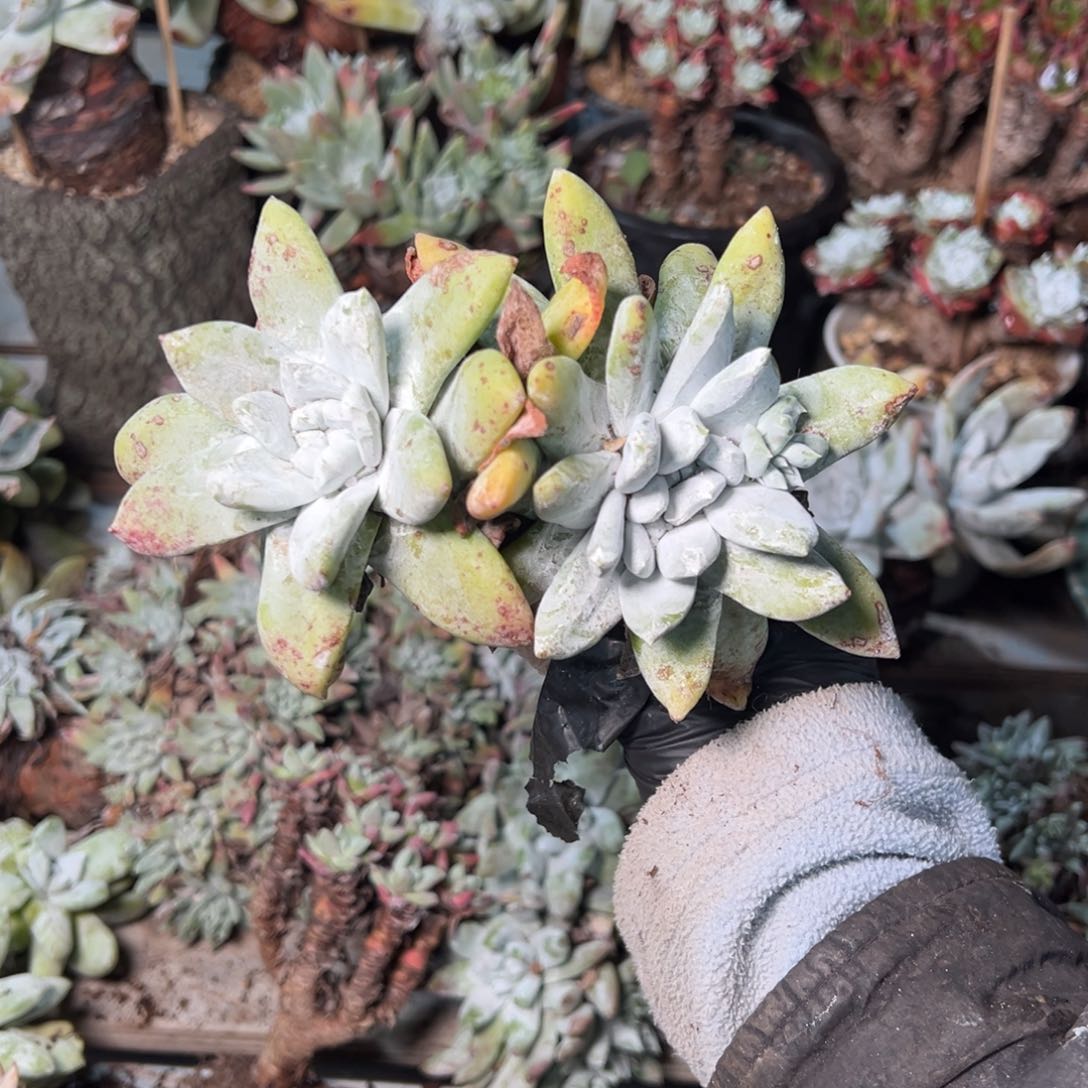 031个哈哈哈哈哈哈哈哈