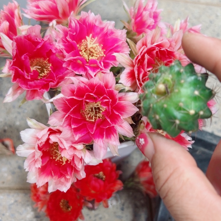10丽花水花歪无根侧芽3公分左右20包邮