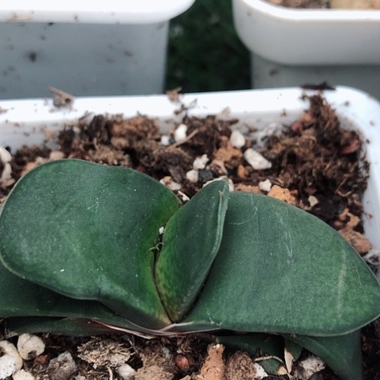 实生蜗牛带盆发货