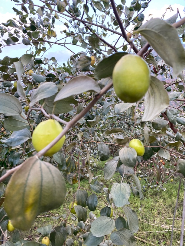蜜枣云南牛奶枣大青枣脆甜水果新鲜脆枣孕妇应季当季