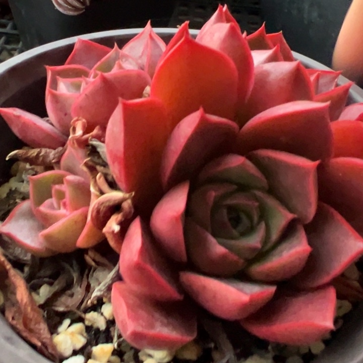 多肉植物1004多肉植物红色